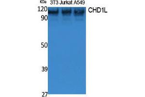 Western Blotting (WB) image for anti-Chromodomain Helicase DNA Binding Protein 1-Like (CHD1L) (Internal Region) antibody (ABIN3178061) (CHD1L anticorps  (Internal Region))