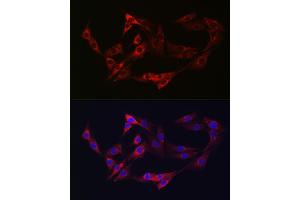 Immunofluorescence analysis of NIH/3T3 cells using NRP2 Rabbit pAb (ABIN3016282, ABIN3016283, ABIN3016284, ABIN1681113 and ABIN6219689) at dilution of 1:50 (40x lens).