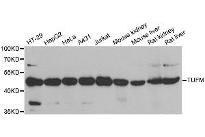 Western blot analysis of extracts of various cell lines, using TUFM antibody. (TUFM anticorps)