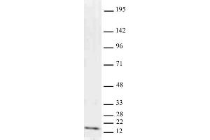 Histone H3 dimethyl Lys9 antibody tested by Western blot. (Histone 3 anticorps  (H3K9me2))