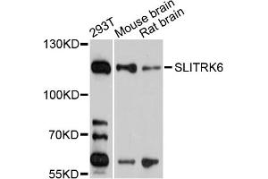 Western blot analysis of extracts of various cell lines, using SLITRK6 antibody (ABIN1875604) at 1:1000 dilution. (SLITRK6 anticorps)
