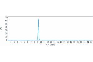 anti-Transmembrane 4 L Six Family Member 1 (TM4SF1) antibody