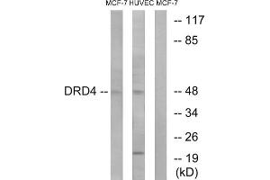 Western Blotting (WB) image for anti-Dopamine Receptor D4 (DRD4) (C-Term) antibody (ABIN1852847) (DRD4 anticorps  (C-Term))