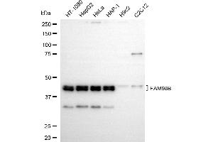 Western blotting analysis using FAM98B antibody (ABIN7798562). (Recombinant FAM98B anticorps)