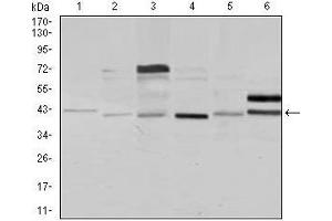 Western blot analysis using NCK1 mouse mAb against Jurkat (1), HeLa (2), HEK293 (3), A431 (4), K562 (5), and COS7 (6) cell lysate. (NCK1 anticorps)