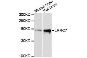 Western blot analysis of extracts of various cell lines, using LRRC7 antibody. (LRRC7 anticorps)