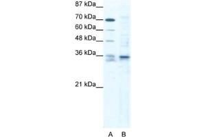 Western Blotting (WB) image for anti-SRY (Sex Determining Region Y)-Box 12 (SOX12) antibody (ABIN2460696) (SOX12 anticorps)