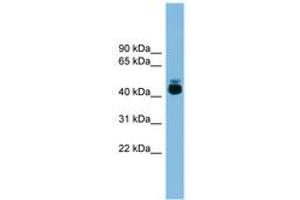 Image no. 1 for anti-G Protein-Coupled Receptor 87 (GPR87) (AA 251-300) antibody (ABIN6744725)
