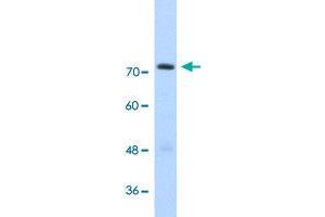 Western Blot analysis of transfected 293T cell lysate with GTF2IRD1 polyclonal antibody  at 2. (GTF2IRD1 anticorps  (C-Term))