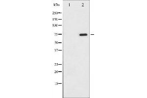 Western blot analysis of C-RAF phosphorylation expression in PMA treated NIH-3T3 whole cell lysates,The lane on the left is treated with the antigen-specific peptide. (RAF1 anticorps  (pSer338))