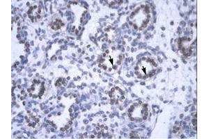 anti-YEATS Domain Containing 4 (AA 158-207) antibody