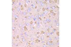 Immunohistochemistry of paraffin-embedded rat brain using TXN2 antibody (ABIN6291019) at dilution of 1:100 (40x lens). (TXN2 anticorps)