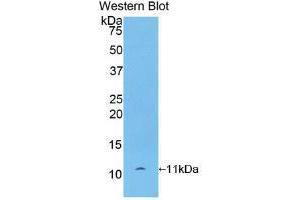 Western blot analysis of recombinant Rat bTG. (beta-Thromboglobulin anticorps  (AA 46-107))