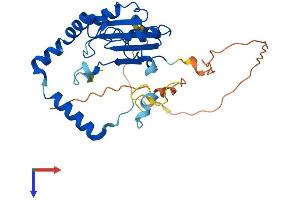 AlphaFold protein structure predicition of Mouse Recombinant Mettl8 Protein, UniprotID A2AUU0