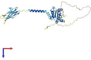 AlphaFold protein structure predicition of Human Recombinant SIGIRR Protein, UniprotID Q6IA17