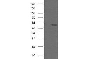 Image no. 1 for anti-TAP Binding Protein-Like (TAPBPL) antibody (ABIN1501299) (TAPBPL anticorps)