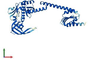 AlphaFold protein structure predicition of Human Recombinant AARSD1 Protein, UniprotID Q9BTE6