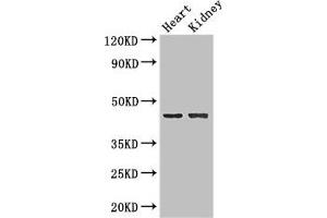Western Blot Positive WB detected in: Mouse heart tissue, Mouse kidney tissue All lanes: NRXN1 antibody at 2 μg/mL Secondary Goat polyclonal to rabbit IgG at 1/50000 dilution Predicted band size: 47, 51, 162, 165, 170, 16 kDa Observed band size: 47 kDa (Neurexin 1 anticorps  (AA 184-363))