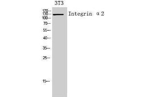Western Blotting (WB) image for anti-Integrin alpha 2 (ITGA2) (Internal Region) antibody (ABIN3178934) (ITGA2 anticorps  (Internal Region))