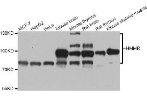 Western blot analysis of extracts of various cell lines, using HMMR antibody. (HMMR anticorps  (AA 341-440))