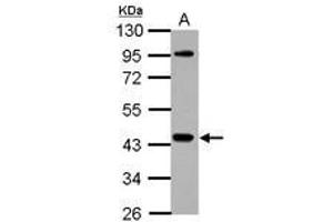 Image no. 2 for anti-NCK Adaptor Protein 1 (NCK1) (AA 53-333) antibody (ABIN1499652) (NCK1 anticorps  (AA 53-333))