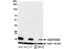 Western Blotting (WB) image for anti-CD247 Molecule (CD247) (C-Term) antibody (ABIN7454039)