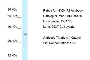 WB Suggested Anti-KCNIP2 Antibody   Titration: 1. (KCNIP2 anticorps  (C-Term))
