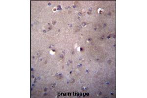 ALDH3B2 Antibody (C-term) (ABIN656790 and ABIN2846009) immunohistochemistry analysis in formalin fixed and paraffin embedded human brain tissue followed by peroxidase conjugation of the secondary antibody and DAB staining.