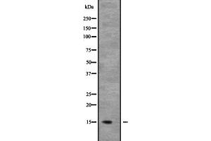 Western blot analysis of NDUFB6 expression in Mouse kidney tissue lysate;,The lane on the left is treated with the antigen-specific peptide.