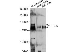Western blot analysis of extracts of various cell lines, using PTPRA antibody. (PTPRA anticorps)