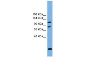 Image no. 1 for anti-SAPS Domain Family, Member 1 (SAPS1) (N-Term) antibody (ABIN6743801) (SAPS1 anticorps  (N-Term))