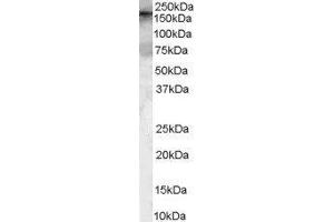 rho Guanine Nucleotide Exchange Factor (GEF) 5 (ARHGEF5) peptide
