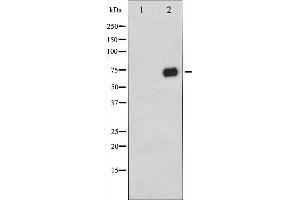 Western blot analysis of C-RAF phosphorylation expression in PMA treated 293 whole cell lysates,The lane on the left is treated with the antigen-specific peptide. (RAF1 anticorps  (pSer296))
