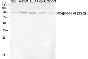 Western Blot (WB) analysis of specific cells using Phospho-c-Fos (S362) Polyclonal Antibody. (c-FOS anticorps  (pSer362))