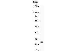 Western blot testing of IL16 antibody and recombinant human protein (0. (IL16 anticorps  (AA 1212-1332))