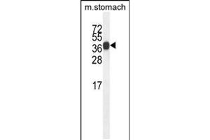 Western blot analysis in mouse stomach tissue lysates (35ug/lane). (SYT8 anticorps  (AA 60-88))