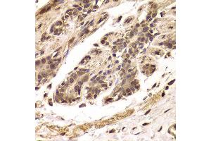 Immunohistochemistry of paraffin-embedded Human mammary gland using TDO2 antibody at dilution of 1:100 (x400 lens). (TDO2 anticorps)