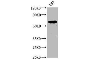 Western Blot Positive WB detected in: U87 whole cell lysate All lanes: NPRL3 antibody at 2. (Mare/Nprl3/C16orf35 anticorps  (AA 349-482))