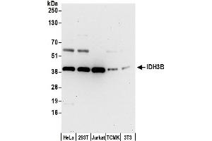 Western Blotting (WB) image for anti-Isocitrate Dehydrogenase 3 (NAD+) beta (IDH3B) (AA 25-75) antibody (ABIN7453107)