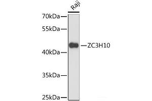 Western blot analysis of extracts of Raji cells using ZC3H10 Polyclonal Antibody at dilution of 1:3000. (ZC3H10 anticorps)
