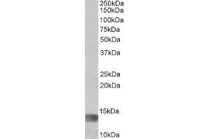 ABIN5539869 (1µg/ml) staining of Human Glioma lysate (35µg protein in RIPA buffer). (MIA anticorps  (Internal Region))