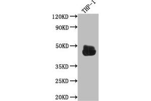 Western Blot Positive WB detected in: THP-1 whole cell lysate All lanes: CD32 antibody at 1:1000 Secondary Goat polyclonal to rabbit IgG at 1/50000 dilution Predicted band size: 35, 36 kDa Observed band size: 45 kDa