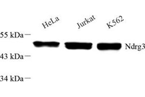 Western blot analysis of NDRG3 (ABIN7074787),at dilution of 1: 6000 (NDRG3 anticorps)