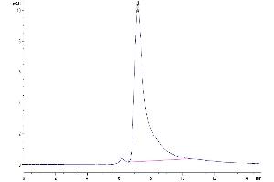 The purity of Mouse LOX1 is greater than 95 % as determined by SEC-HPLC.