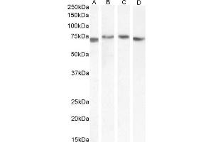 (ABIN571098) (0. (TGFBI anticorps  (Internal Region))