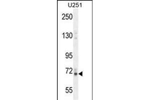 VITRN Antibody (C-term) (ABIN654464 and ABIN2844197) western blot analysis in  cell line lysates (35 μg/lane). (Vitrin anticorps  (C-Term))