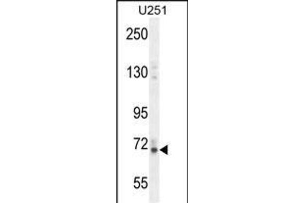 Vitrin anticorps  (C-Term)