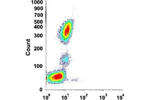 Flow cytometric analysis of human normal whole blood with FCER2 monoclonal antibody, clone EBVCS-5 (FITC) . (FCER2 anticorps  (FITC))