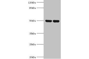 Western blot All lanes: IDH2 antibody at 5 μg/mL Lane 1: Hela whole cell lysate Lane 2: Mouse heart tissue Secondary Goat polyclonal to rabbit IgG at 1/10000 dilution Predicted band size: 51, 46 kDa Observed band size: 51 kDa (IDH2 anticorps  (AA 193-452))