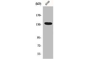 Western Blot analysis of HepG2 cells using DREG Polyclonal Antibody (ADGRG6 (C-Term) anticorps)